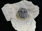 Beautiful Leonaspis Trilobite - Great Prep Work #18578-2
